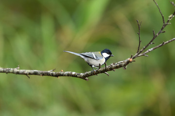 Great Tit Birds in Thailand and Southeast Asia.