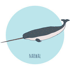 Narwal whale vector illustration. Hand drawn, isolated on white and blue background. Sea animals for creative design. © Suok