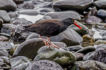 Oystercatcher near Port Angeles, WA