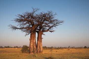 Baobab Tree