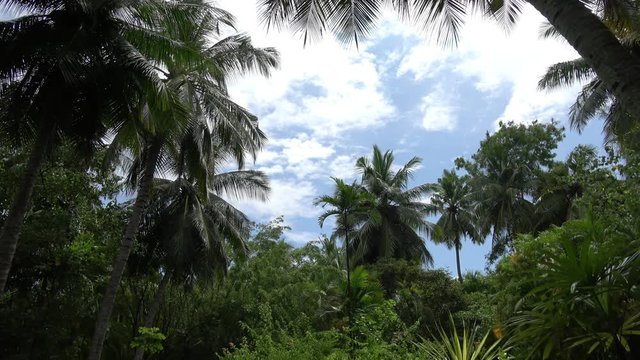 ein Dschungel mit vielen Palmen und anderen Pflanzen