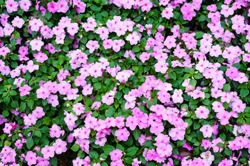 Colorful flowers for background. Closeup flowers for background or texture.