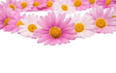 pink daisy isolated
