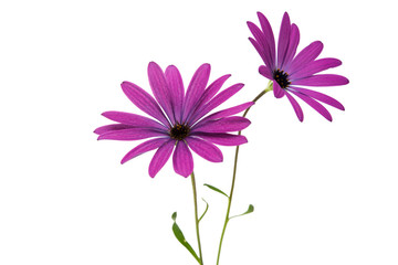 Osteospermum Daisy or Cape Daisy Flower