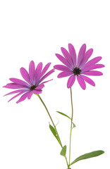 Osteospermum Daisy or Cape Daisy Flower