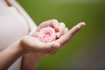 Tender rose flower in woman's hands on green nature background, outside