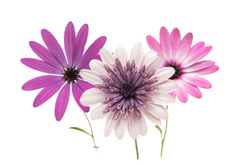 Osteospermum Daisy or Cape Daisy Flower