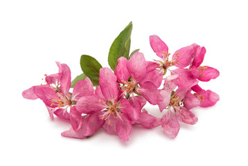  pink flowers on an apple-tree