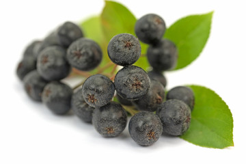 Aroniabeeren, Aronia melanocarpa