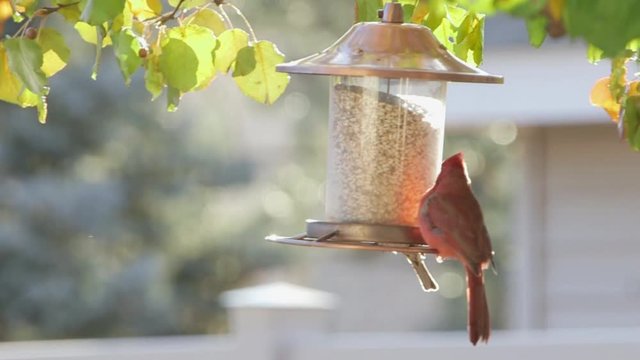 Red American Cardinal eating food from bird feeder