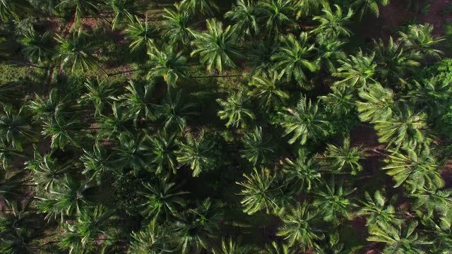 Aerial View of Palm Tree Grove on a Tropical Island