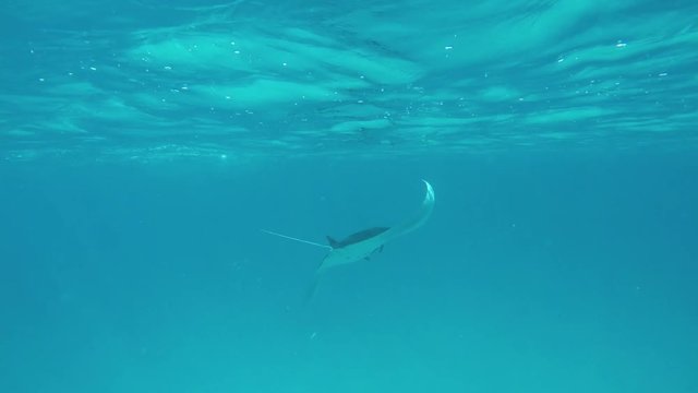 ein gro&szlig;er Manta schwimmt im Meer