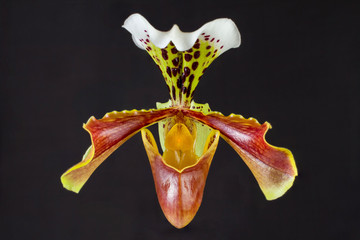 Frauenschuh Orchidee Blüte
