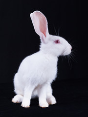 Young white rabbit in profile on a black background