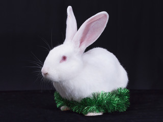 A young white rabbit with Christmas decorations on a black backg