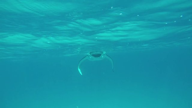 ein riesiger Mantarochen schwimmt direkt auf mich zu