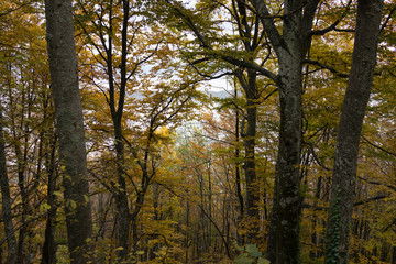 Beautiful natural landscape in the summer time
