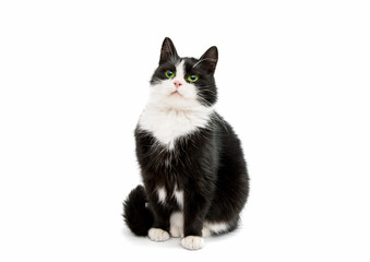 black and white cat