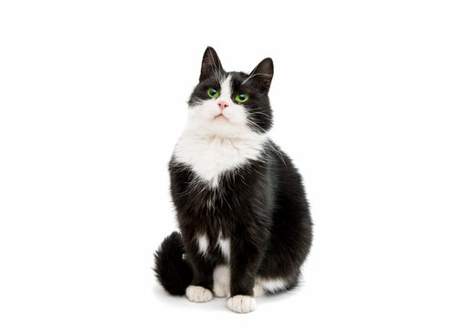 black and white cat - Powered by Adobe