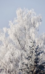 Landscape with Trees on an ice cold winter morning