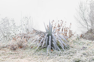 Yucca plant covered with morning frost in organic farm. Tropical