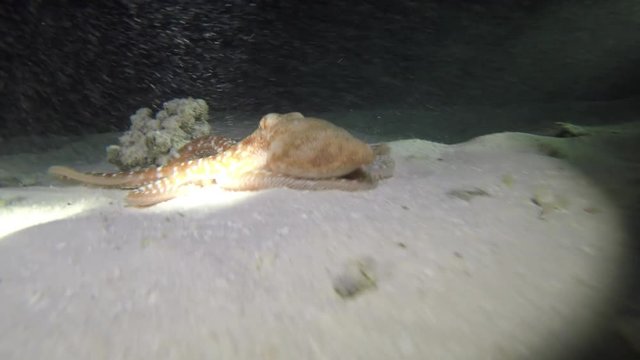 beim Nachtschnorcheln einen Kraken gefilmt