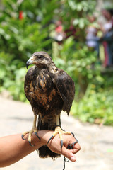 uccello rapace su braccio falconiere