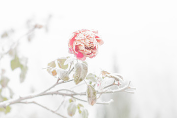 Pink Rose flower and leafs covered with hoarfrost after the firs