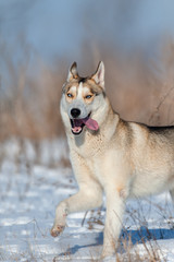 Fototapeta premium Husky run fast in snow field