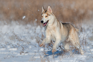 Husky run fast in snow field