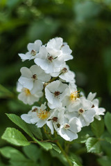 Weiße Blüten
