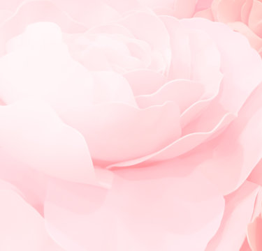 sweet color roses flower in pastel tone with blurred style for background pattern texture