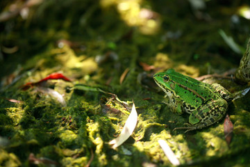 green frog