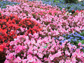 Selective soft focus on colourful field of flowers. Floral background of red, blue and pink flowers close up. Colourful floral pattern closeup.