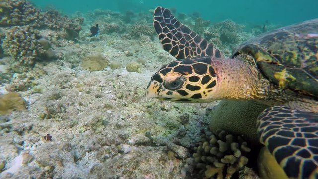 neben einer Schildkröte im Korallenriff schwimmen