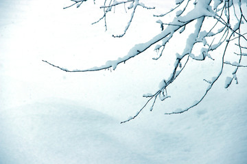white wood covered with frost frosty landscape