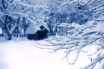 white wood covered with frost frosty landscape