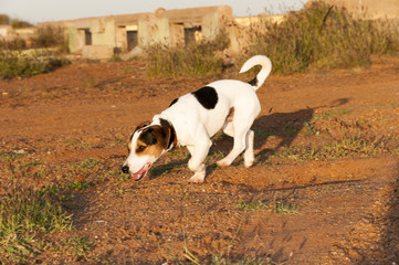 Jack Russell