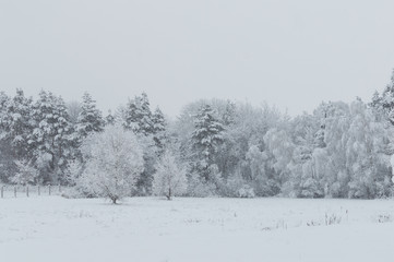 Snowy forest in Ukraine