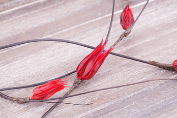 Dried flowers