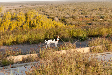 Jack Russell