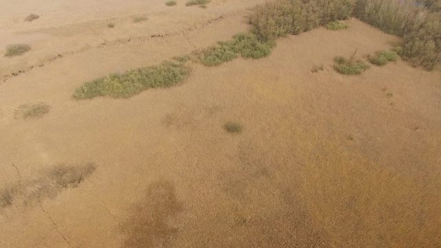 flying over the reeds in the swamp. airview