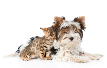Biewer-Yorkshire terrier puppy and bengal kitten lying together.