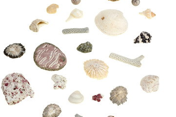 Wormgearbox, shells, coral