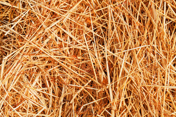 dry field grass after the storm