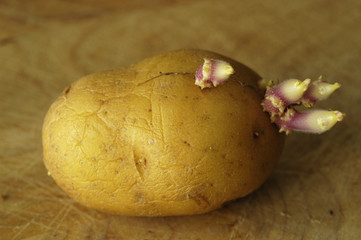 Potatoesprout, sprouted potatoe