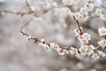 梅の花