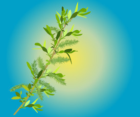 spring blossoming branch on blue background