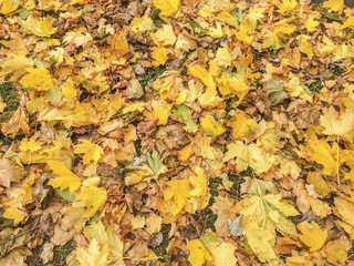 Autumn leaves background