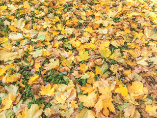 Autumn leaves background